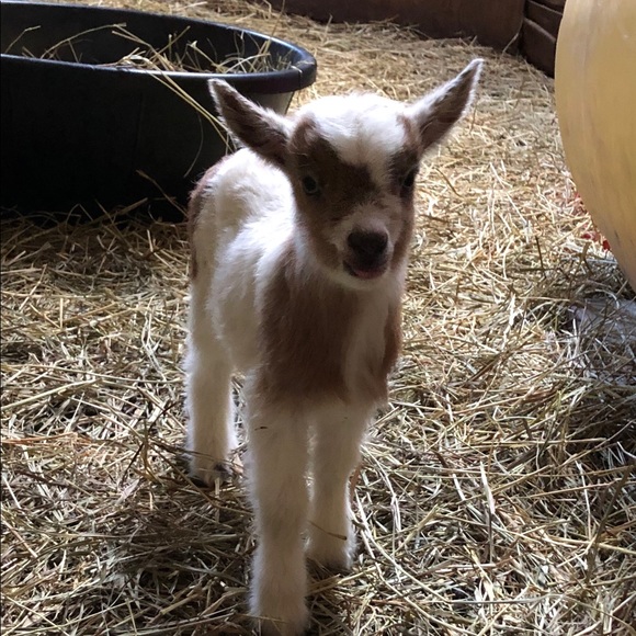 Meet your Posher, Missy - Picture 1 of 1